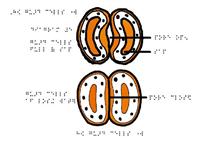 Open and shut guard cells in a plant leaf