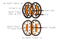 Open and shut guard cells in a plant leaf